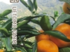 leaflet010.jpg
